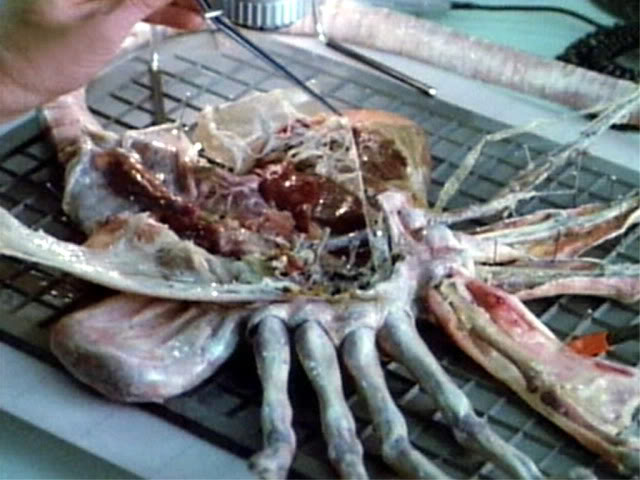 Face Hugger Dissected